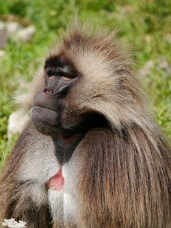 Gelada Baboon