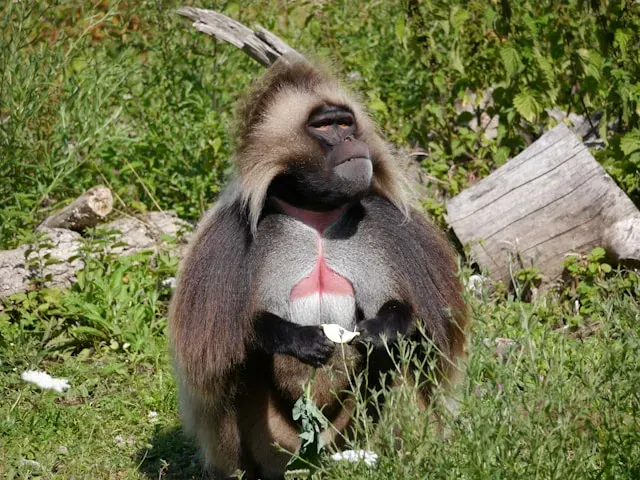 Gelada Baboon