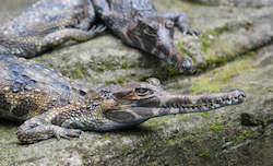 Gharial
