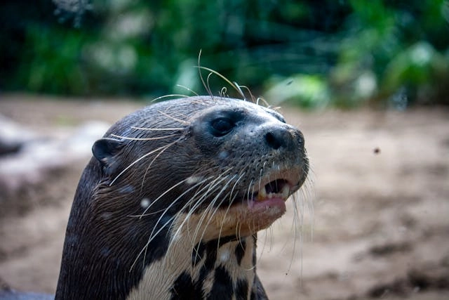 Giant Otter