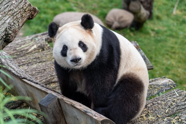 Panda Gigante