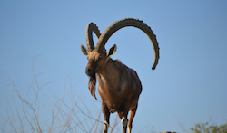 Giant Sable Antelope
