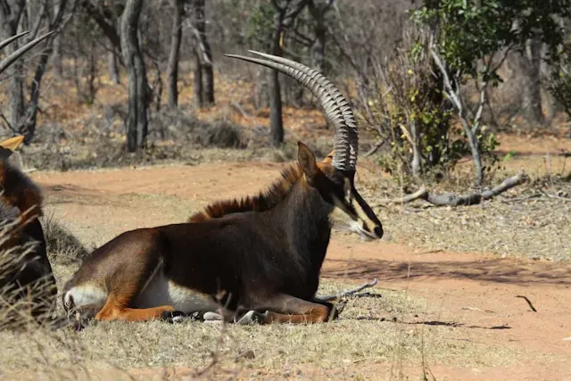 Antílope sable gigante