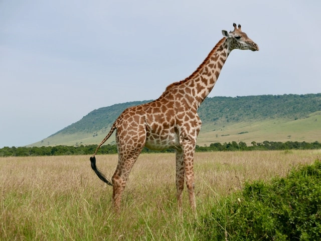 Giraffe