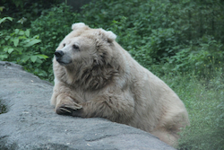 Gobi Bear
