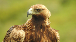 Águila Real