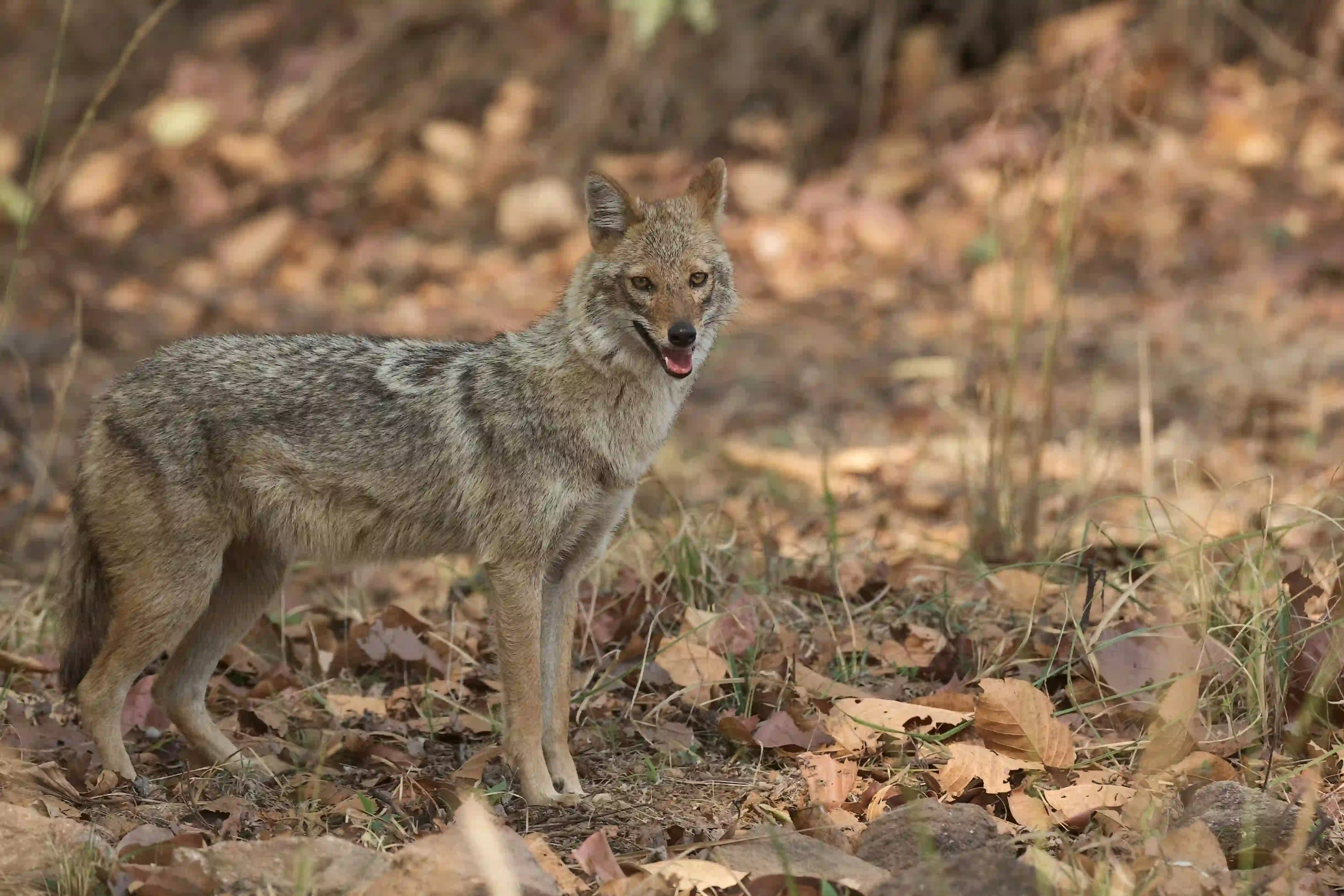 Golden Jackal