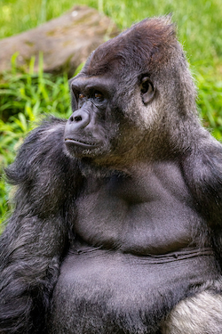 Gorilla