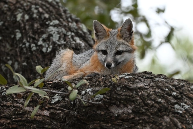 Gray Fox