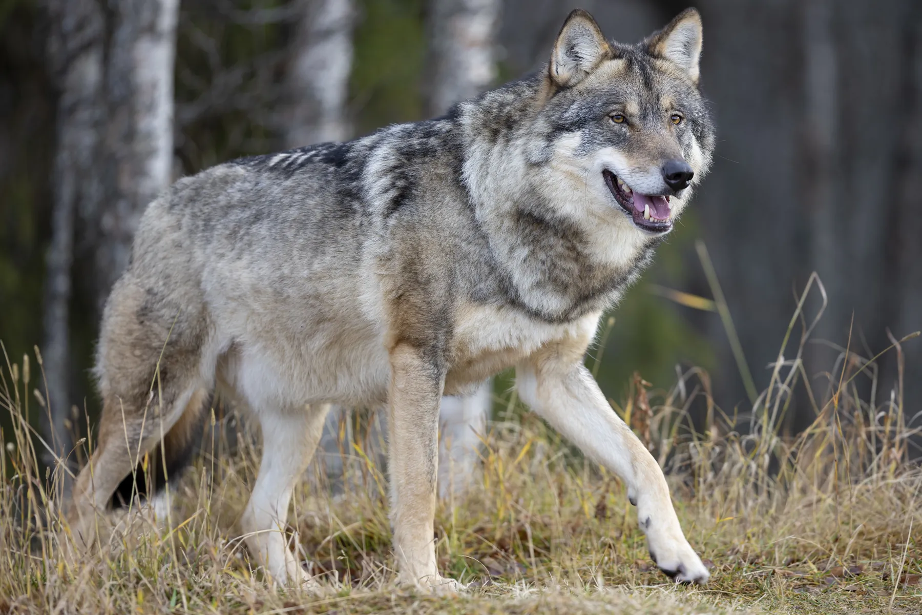 Wild Dangerous Top 10 Animals In Pakistan 2026