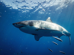 Gran Tiburón Blanco