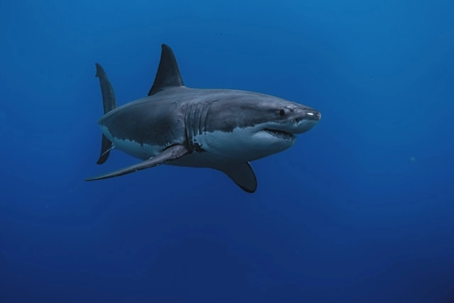 Tiburón blanco