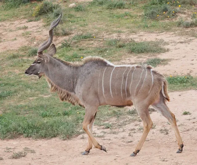Greater Kudu