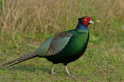 Green Pheasant