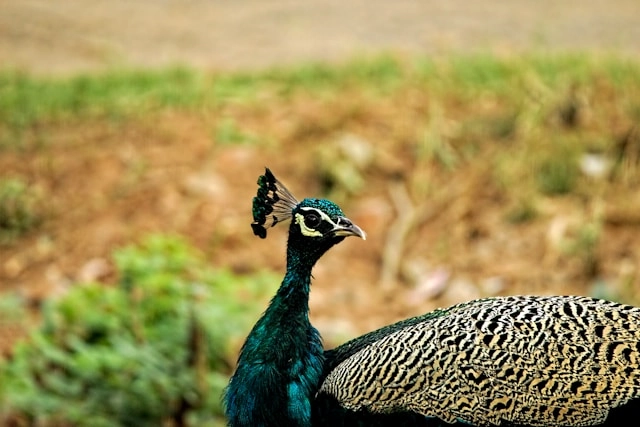 Green Pheasant