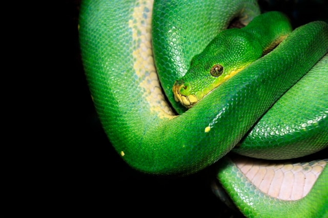 Pitón Verde