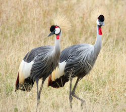 Grey Crowned Crane