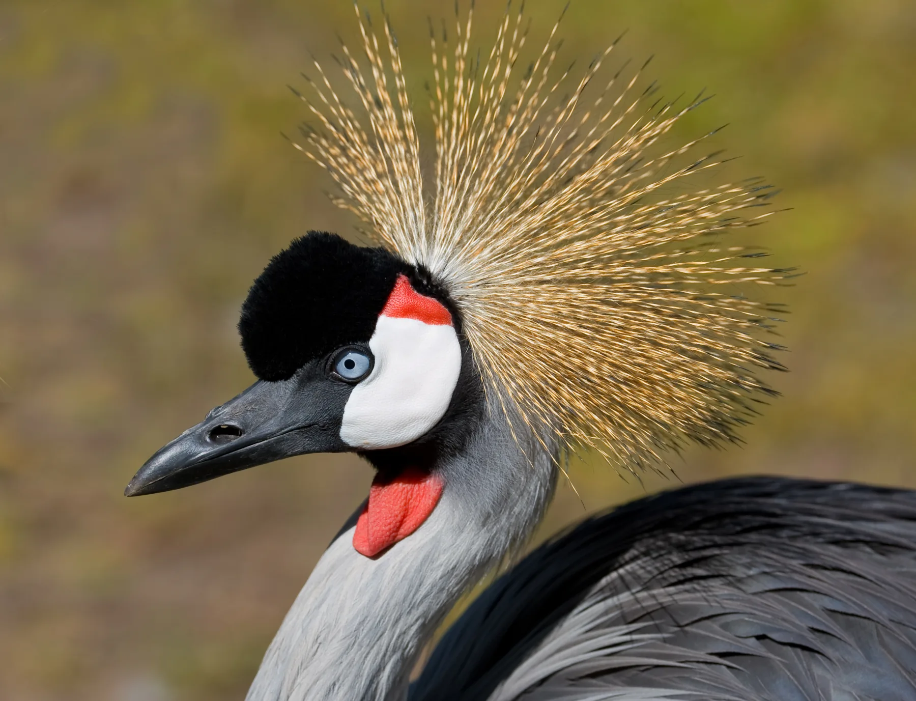 Grey Crowned Crane 2026 Incredible Facts Habitat Diet More Grey Crowned Crane 2026 Incredible Facts Habitat Diet More