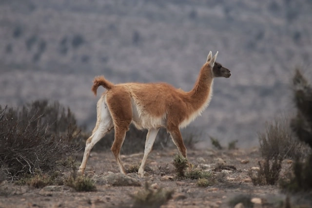 Guanaco