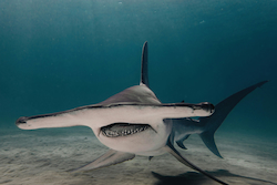 Tiburón martillo