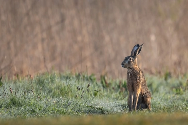 Hare