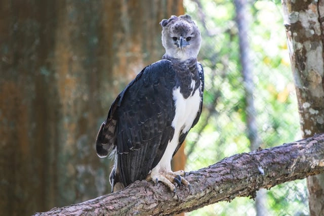 Águila Arpía