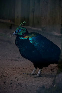 Himalayan Monal