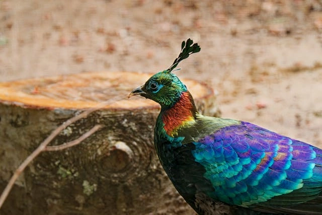 Himalayan Monal