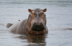 Hippopotamus
