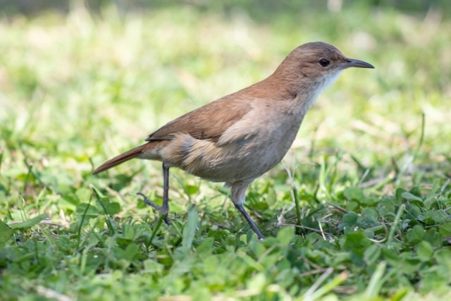 Hornero