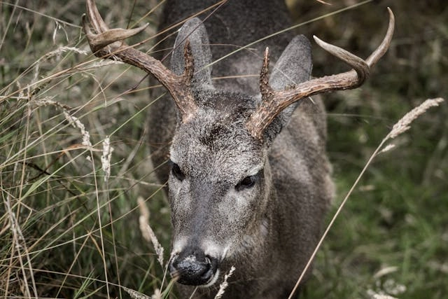 Huemul