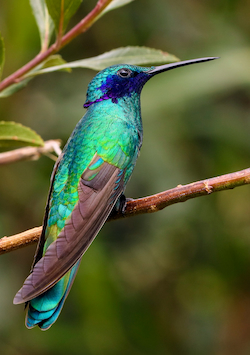 Colibrí