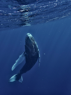 Ballena jorobada