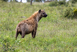 Hyena