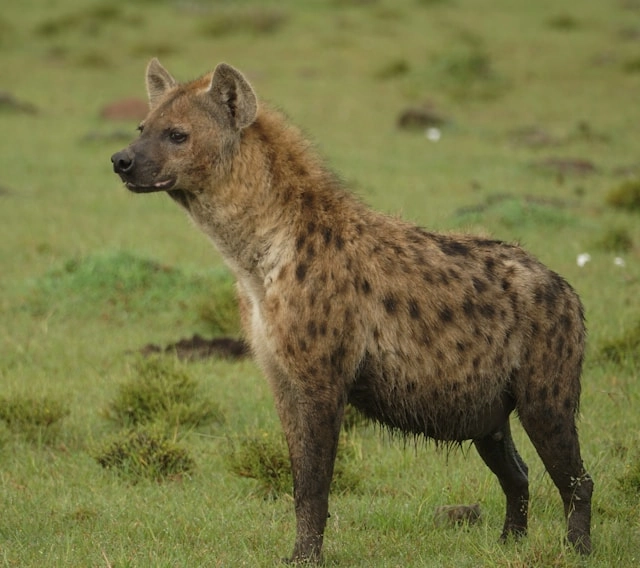 Spotted Hyena