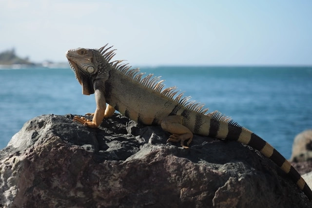 Iguana