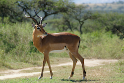 Impala