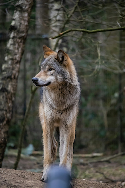 Italian Wolf