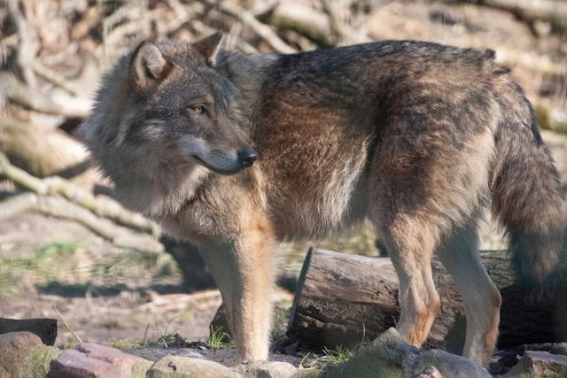 Lobo italiano