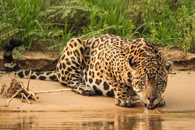 Jaguar