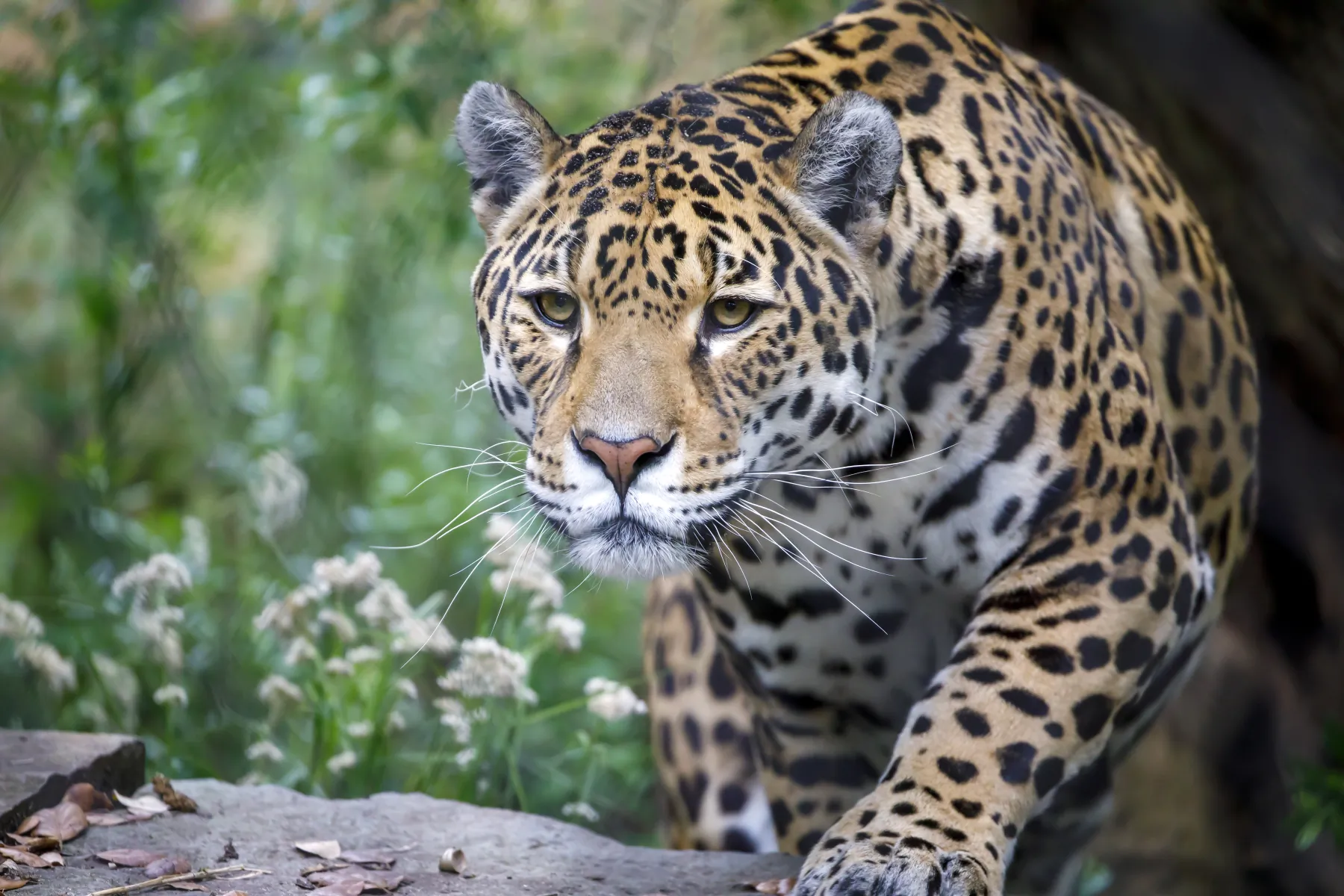 Jaguar 2026 Incredible Facts Habitat Diet More