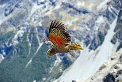 Kea