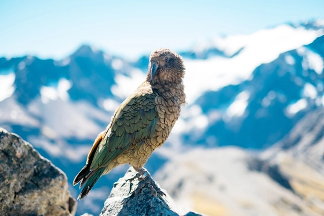 Kea