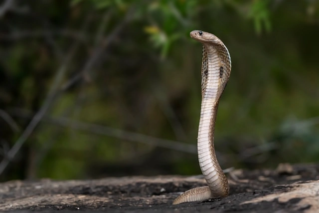 Cobra Real