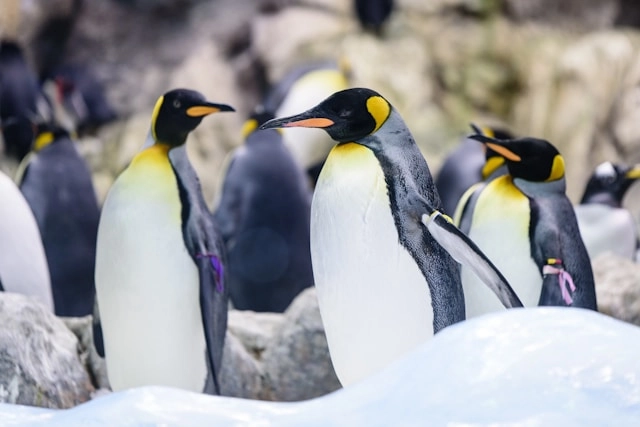 Pingüino rey