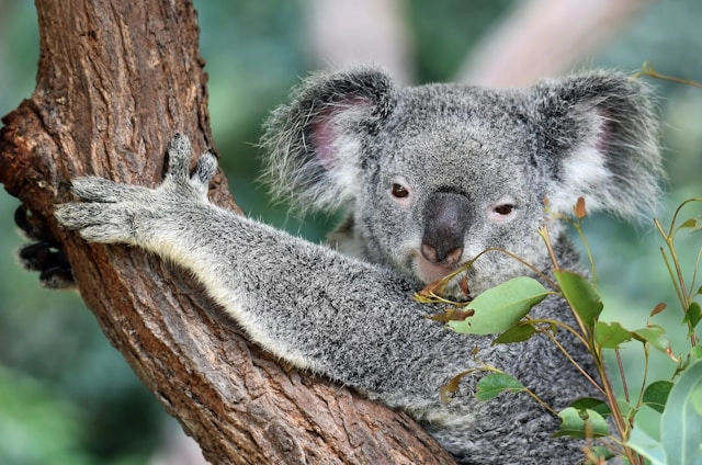 Koala
