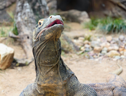 Komodo Dragon