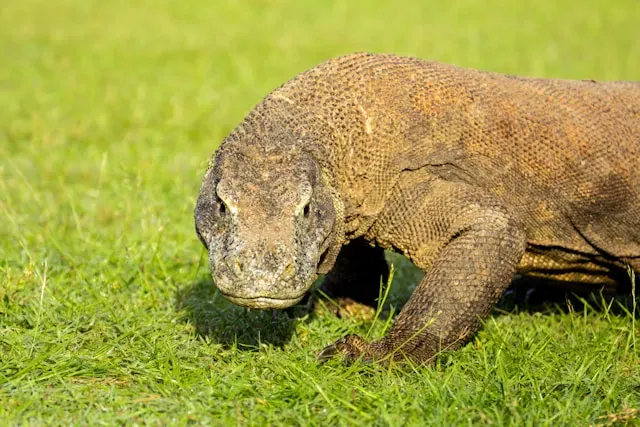 Dragón De Komodo