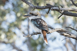 Kookaburra