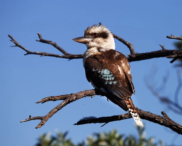 Cucaburra